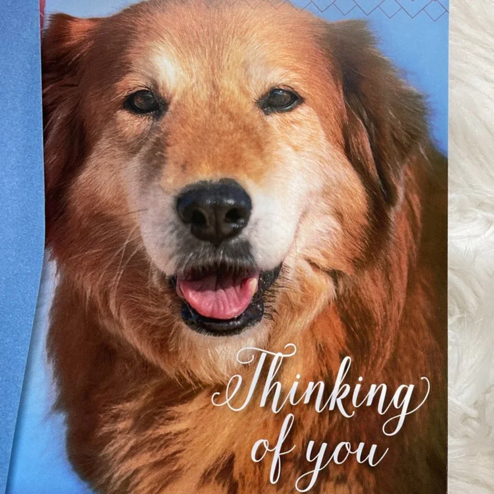 6 Assorted Greeting cards with matching print envelopes (PETA) Blank Inside